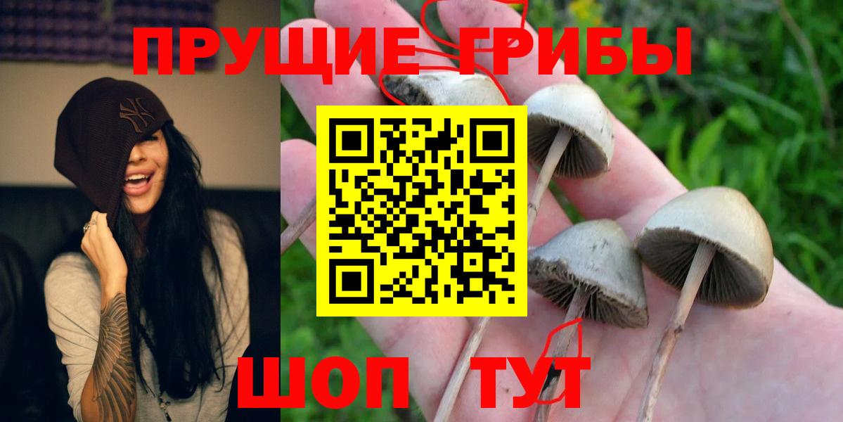 Псилоцибиновые грибы Psilocybe Назрань